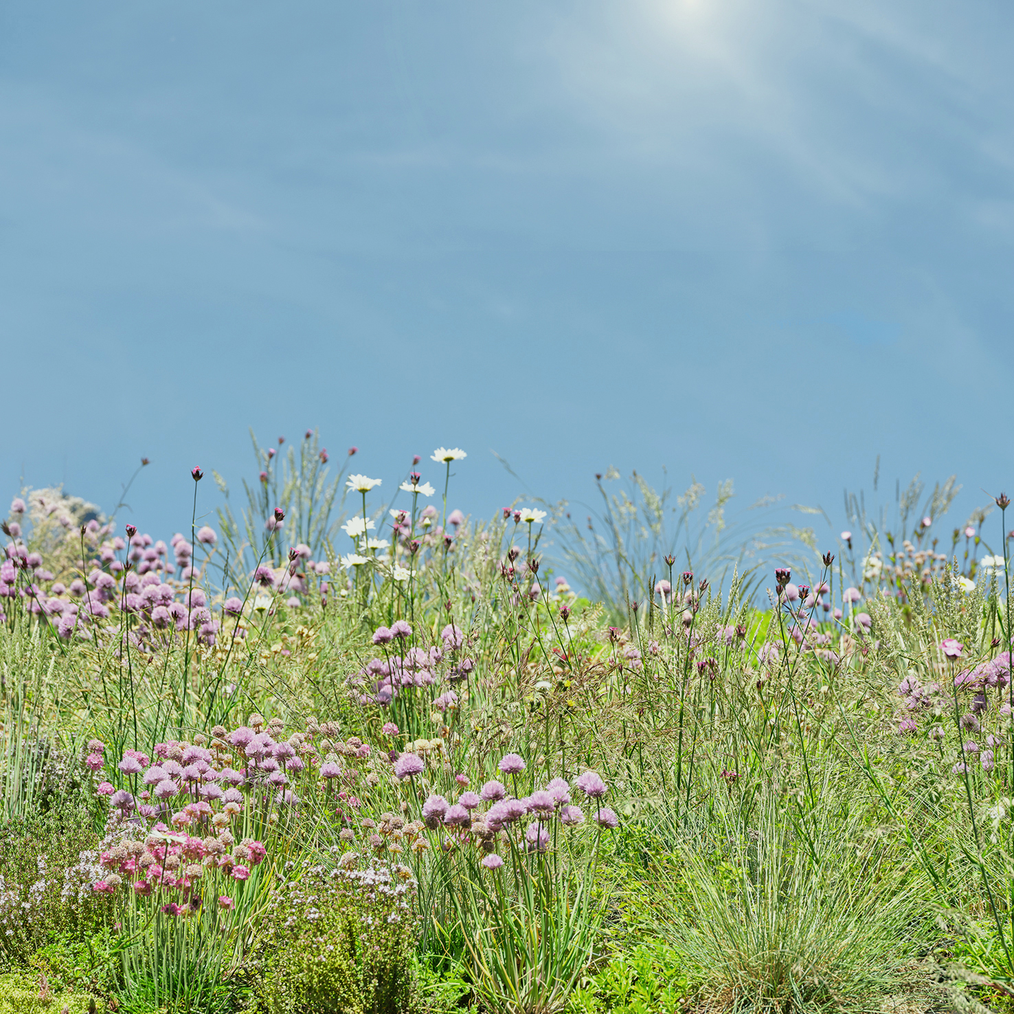 SG_Vegetatie1Square SG_Vegetatie1Square